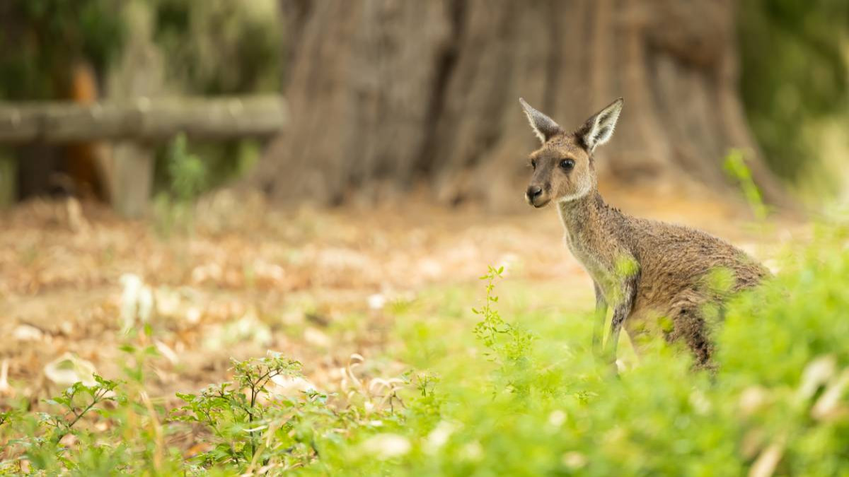 Les habitants d'une commune de Gironde tombent nez à nez avec un... kangourou