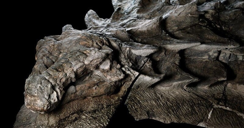 L'immense « momie de dinosaure » retrouvée en 2011 correspond bien à une nouvelle espèce de dinosaure