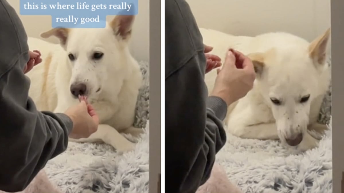 Cet ancien chien errant mange du steak pour la première fois, sa réaction émeut la toile