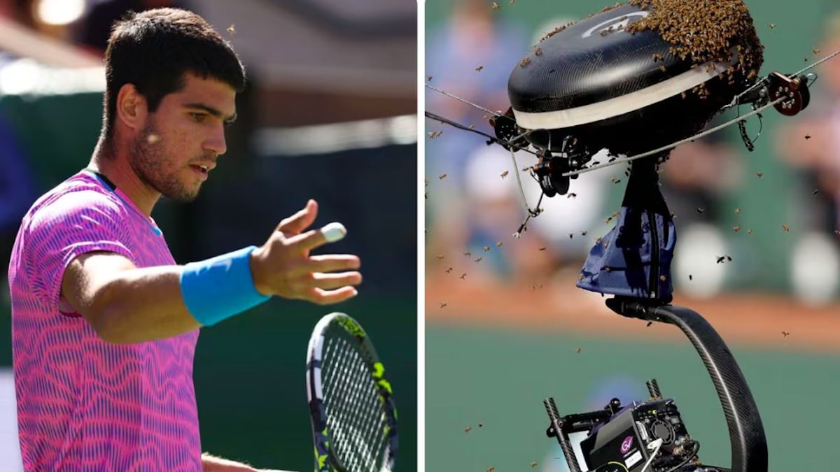 Un joueur de tennis attaqué par des milliers d'abeilles en plein match, des images impressionnantes
