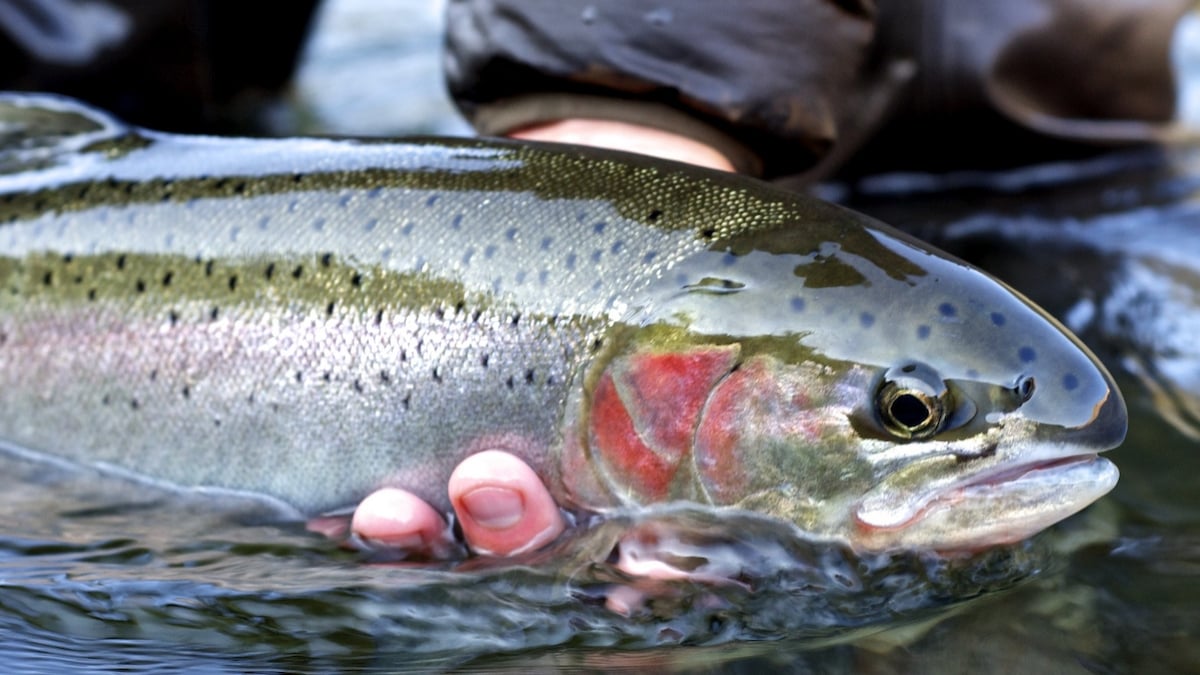 À 16 ans, cet adolescent pêche une truite gigantesque et bat son propre record 