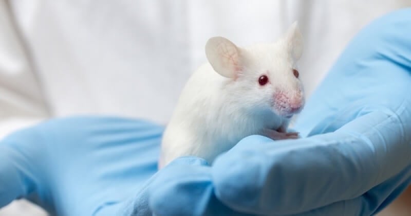 VIH : Des chercheurs parviennent à « éditer l'ADN » d'une souris de laboratoire pour supprimer le virus du sida de son organisme ! Un espoir de taille pour la médecine humaine ?