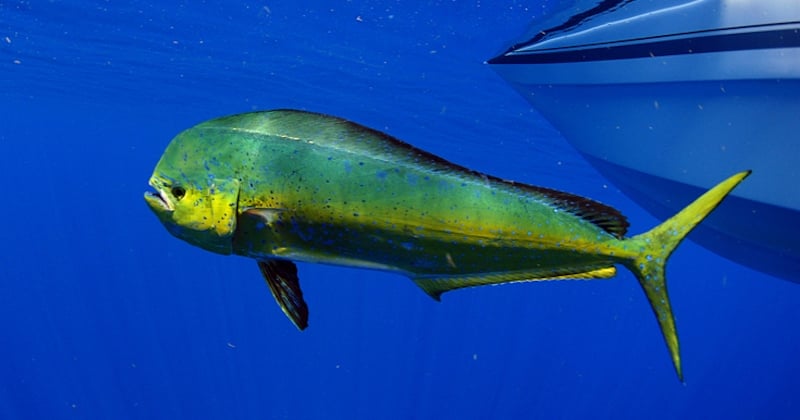 Il pêche une énorme daurade coryphène de 16 kilos en mer Méditerranée, un événement rare 