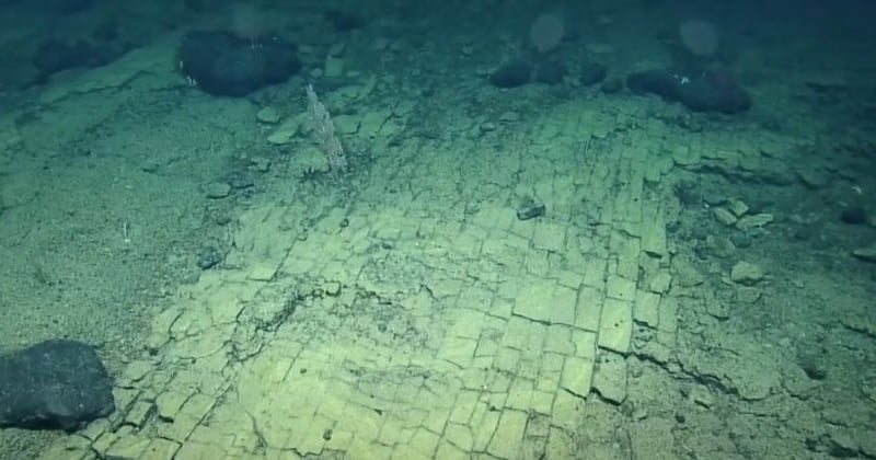 À 3000 kilomètres de profondeur dans l'Océan Pacifique, des scientifiques ont fait une incroyable découverte