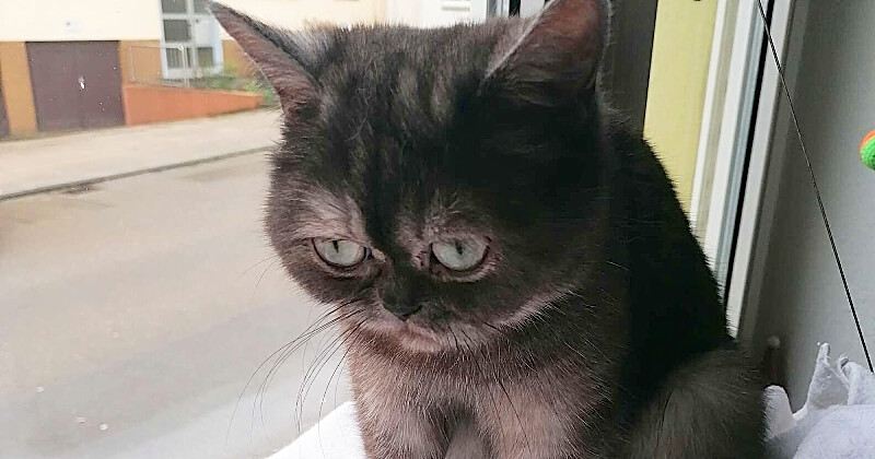 Ignorée au refuge pour sa grimace permanente, cette petite chatte a enfin trouvé le bonheur en étant adoptée