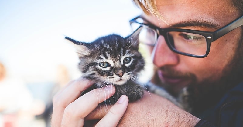 Les chats entendent un changement dans la voix de leurs maîtres quand ils s'adressent à eux, selon une étude