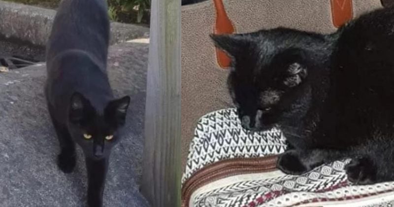 Perdu à 70 km de sa famille après être monté dans un bus, ce chat a été sauvé grâce à un incroyable coup de chance