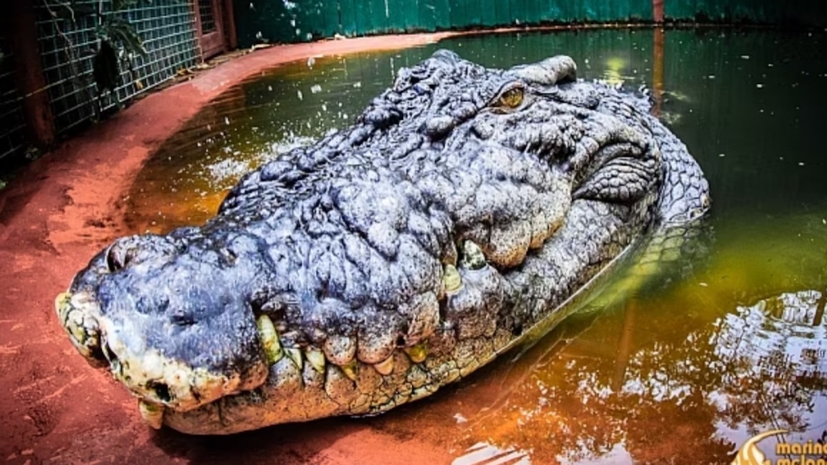 Voici Cassius, le plus grand crocodile du monde qui vient de fêter son 120e anniversaire 
