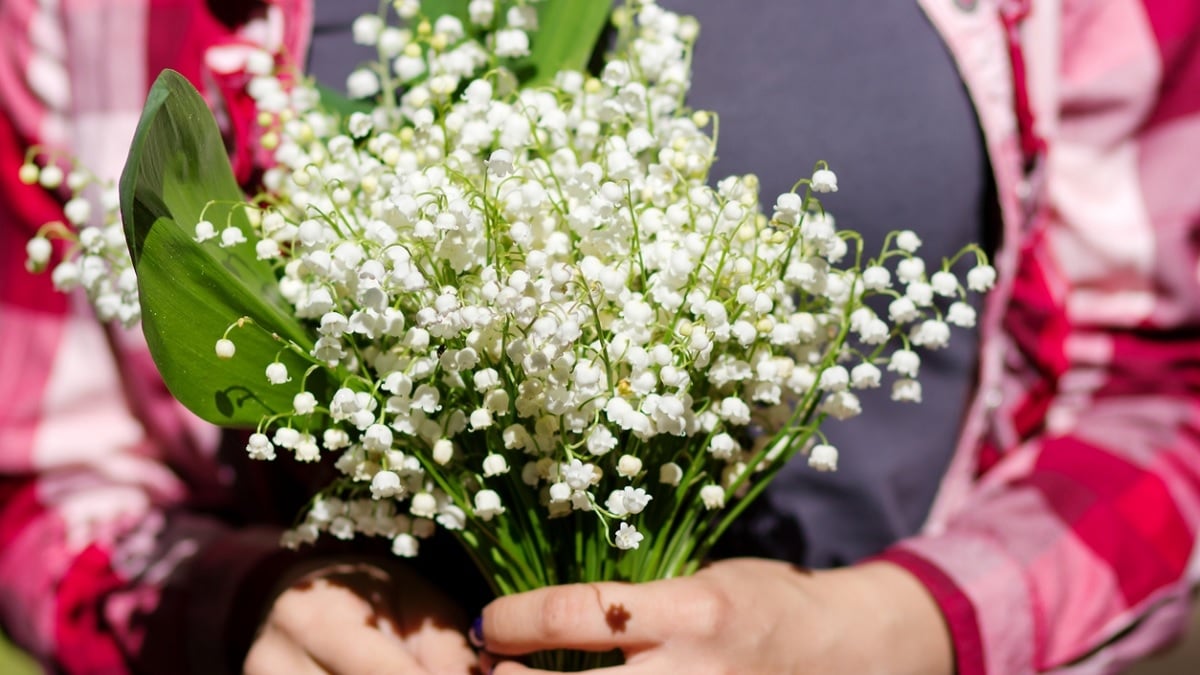 Vous risquez 3000 euros d'amende si vous cueillez le muguet de cette façon