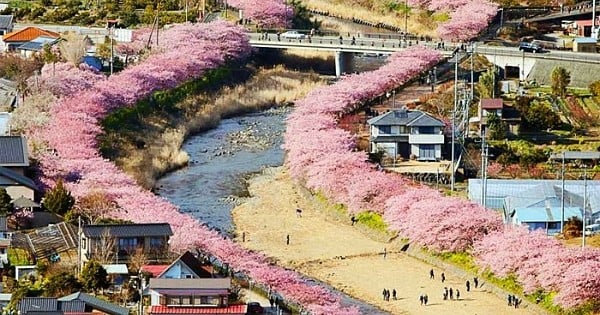La ville japonaise de Kawazu est envahie de cerisiers, fleuris plus tôt que prévu. Découvrez les photos... magiques !