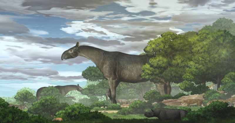 Chine : découverte d'une nouvelle espèce de rhinocéros géant, qui vivait il y a 26 millions d'années 
