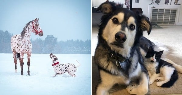 Ces 15 animaux ont trouvé leur jumeau parfait, à un détail près... Ils ne sont pas de la même espèce ! Il n'y a aucun doute, ils étaient faits pour être ensemble.