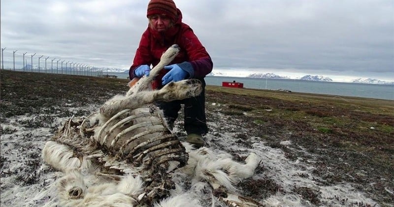 200 rennes ont été retrouvés morts de faim en Norvège à cause du réchauffement climatique