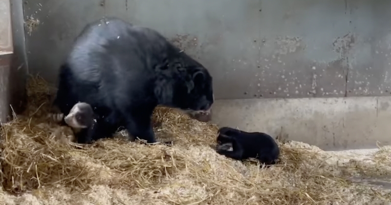 Au zoo de Cerza, la maladresse de ces deux oursons à lunettes fait fondre les internautes 