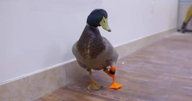 Ce canard handicapé marche de nouveau grâce à une prothèse en 3D