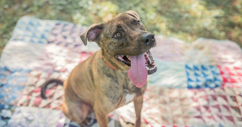 Le chien le plus ancien d'un refuge a enfin été adopté par une famille aimante après 260 jours d'attente 