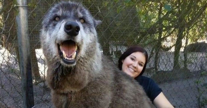 Yuki, le chien-loup géant devenu mascotte de son refuge
