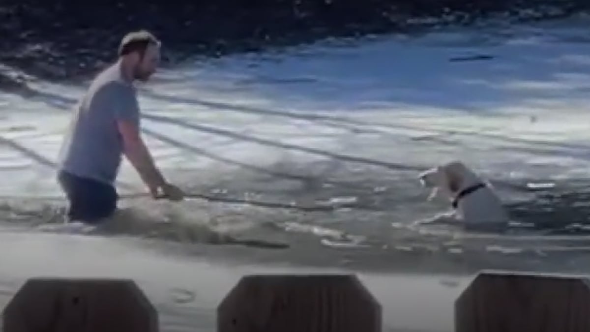 VIDÉO. Il plonge dans l'eau d'un étang gelé pour sauver un chien, prisonnier de la glace