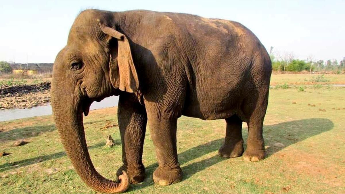 Vatsala, la plus vieille éléphante au monde