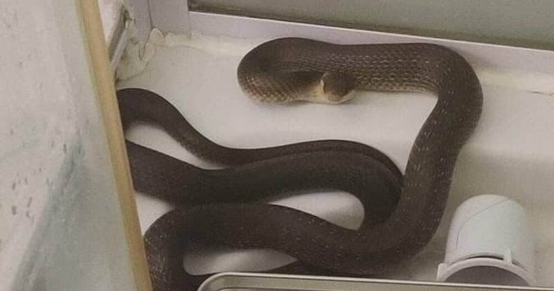 Alors qu'elle prend sa douche, une jeune femme est surprise par un... serpent