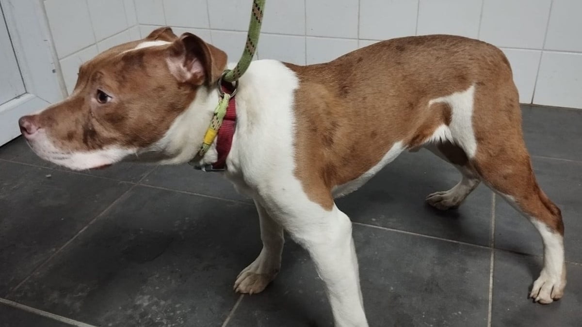 Blacki, le chien secouru par Action Protection Animale 