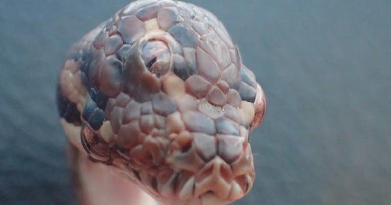 En Australie, découverte unique d'un serpent à 3 yeux