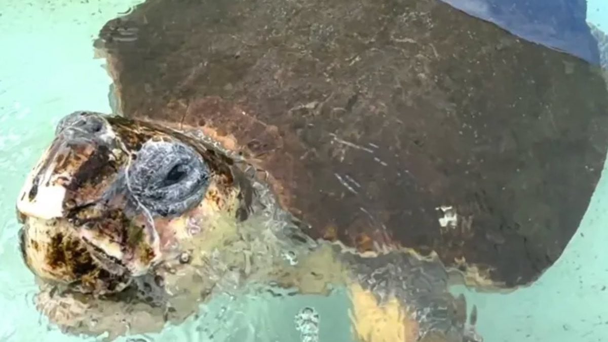 La tortue marine relâchée dans l'océan 