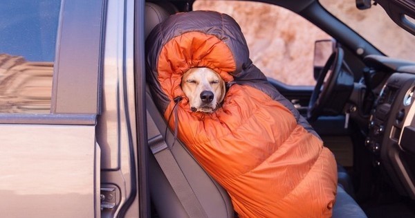 Ce photographe réalise un fabuleux projet avec son chien à travers les Etats-Unis