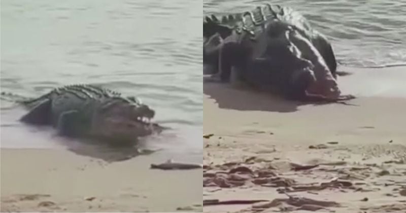 Elle parvient à pêcher un petit requin mais, avant même qu'elle ne puisse réagir, un crocodile débarque et dévore le poisson