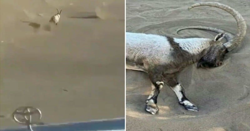 Iran : le décès d'une chèvre sauvage, morte d'épuisement après avoir été traquée par un 4x4, révèle toute la cruauté des « safaris »