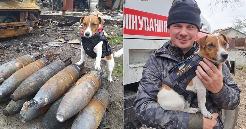 Ukraine : voici Patron, le chien démineur qui a déjà permis de détecter plus de 90 mines russes