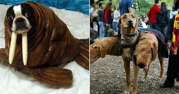 23 idées géniales pour que votre chien aussi profite d'Halloween comme il se doit !