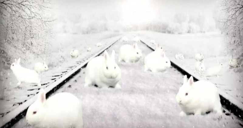 Illusion d'optique : arriverez-vous à trouver le nombre exact de lapins blancs qui se cachent sur cette image ?