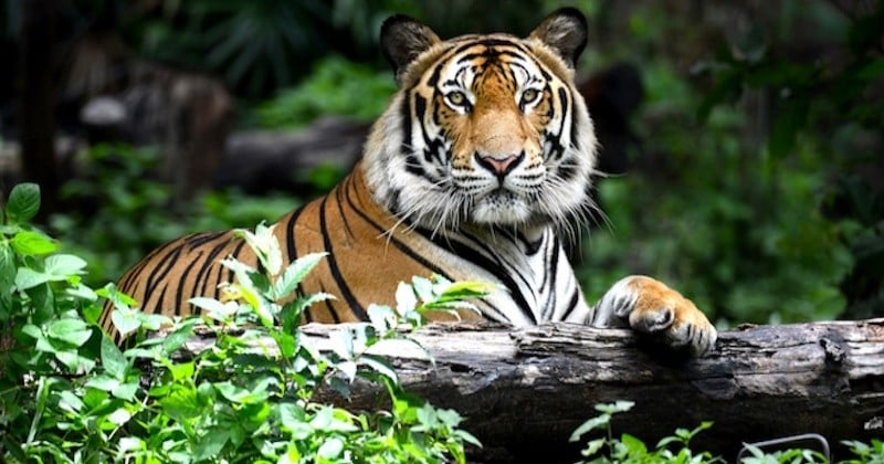 Pour la première fois en 15 ans, la population de tigres a augmenté de 8 % au Bangladesh