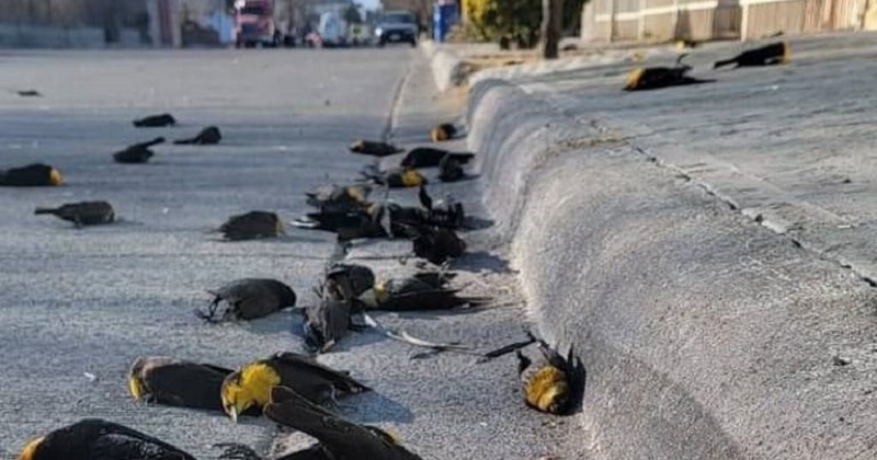 Cientos de pájaros caen muertos en las calles de la capital