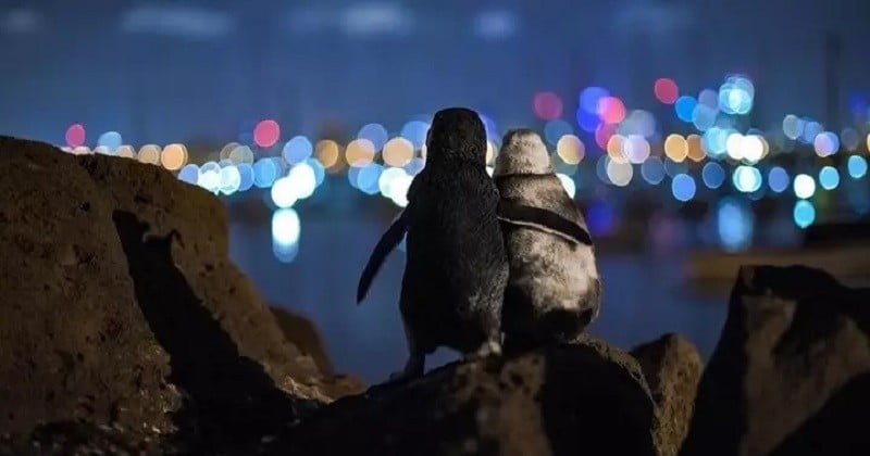 La photo de deux pingouins veufs se réconfortant remporte le prix de la photo de l'année
