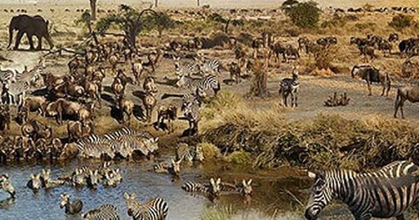 26 heures et 2200 clichés plus tard, il obtient la photo parfaite de la Savane qui bluffe tout le monde : regardez