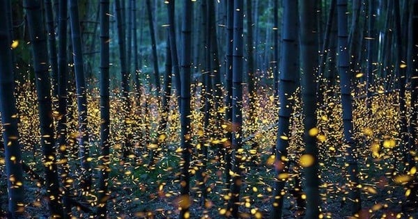 Découvrez des photographies absolument fascinantes de lucioles dans les forêts japonaises... Magique !