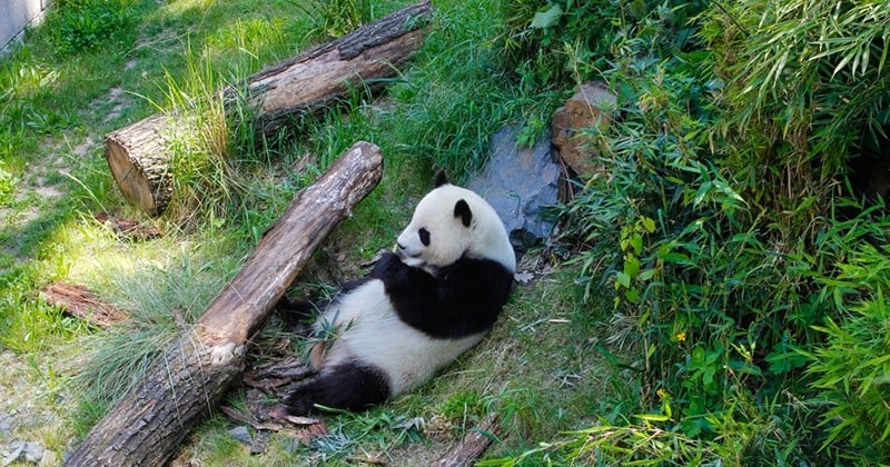 La femelle panda du zoo de Berlin a donné naissance à des jumeaux