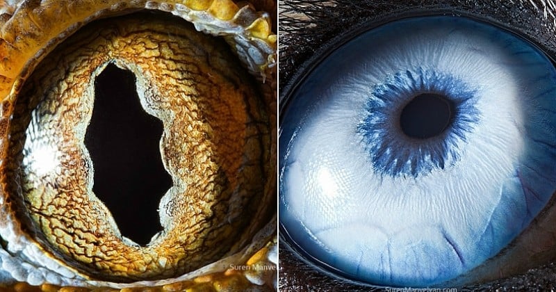 Il photographie les yeux d'animaux sauvages de très près et réalise des clichés incroyables