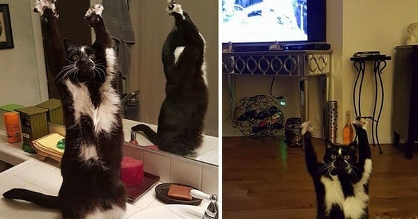 Ce chat très étrange met ses pattes en l'air tout le temps... Et son maître ne sait toujours pas pourquoi ! Les photos sont énormes ! 