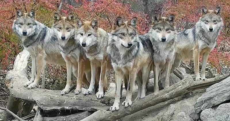 États-Unis : une caméra de surveillance capture le moment précis où une meute de loups pose majestueusement