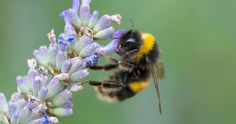 Ça a fini par arriver : menacé, cet insecte devient la première espèce de bourdons placée parmi la liste des espèces en danger d'extinction