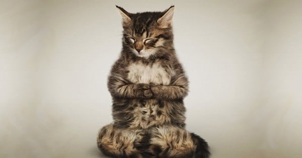 13 astuces que votre chat peut vous enseigner pour être plus heureux au quotidien... Votre félin, votre nouveau maître à penser ?