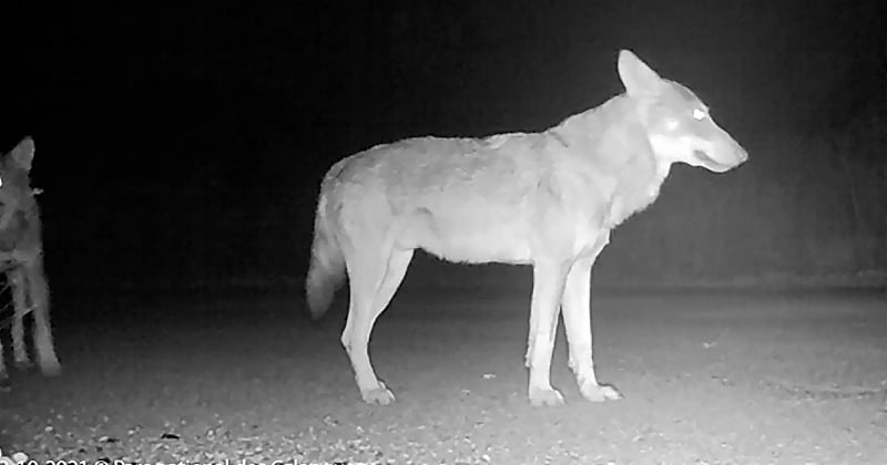 Marseille : la présence de deux loups confirmée dans le parc national des Calanques