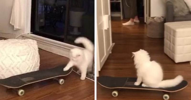 Dans une vidéo hilarante, une chatte s'initie au skateboard sous le regard surpris de ses maîtres