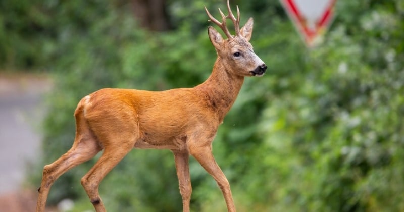 Désorienté, ce chevreuil se heurte aux clôtures d'un village après avoir échappé à un groupe de chasseurs