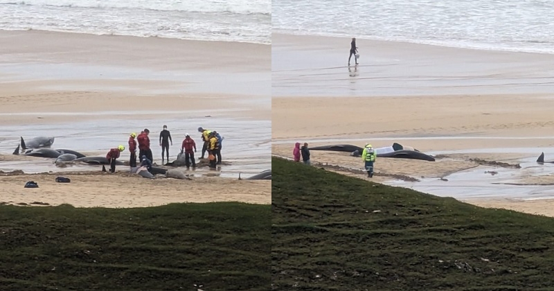 55 baleines et dauphins se sont échoués sur une plage en Écosse, la raison inquiète les spécialistes
