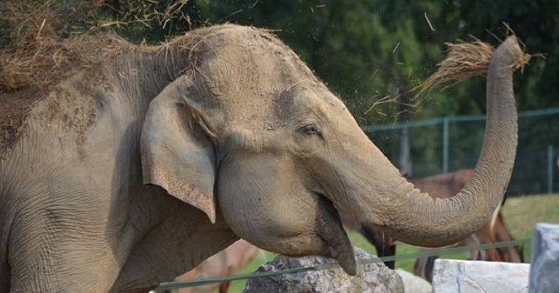 Après 41 ans de calvaire, Maya l'éléphante a été libérée du cirque qui l'exploitait