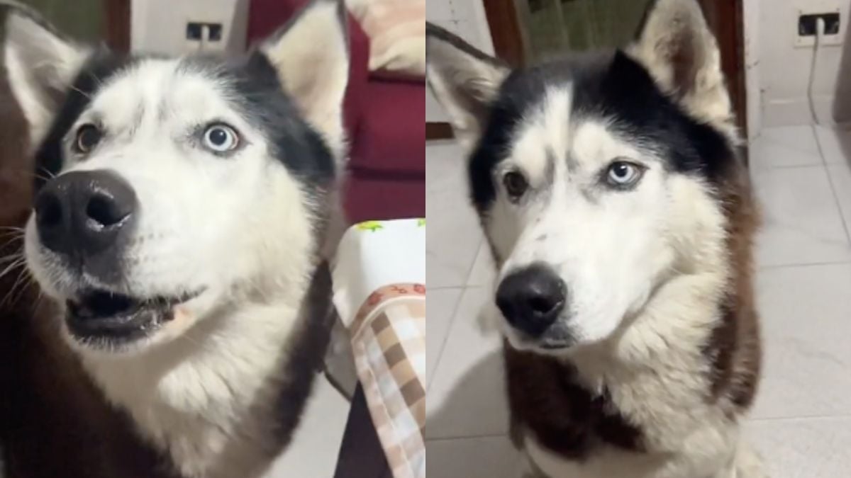 La vidéo de ce chien, parlant avec un « accent italien », devient virale